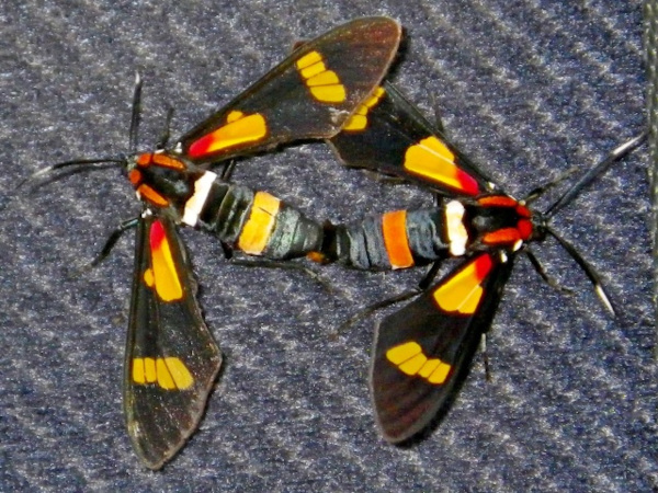 /filer/webapps/moths/media/images/A/amoena_Euchromia_A_Liebenberg.jpeg