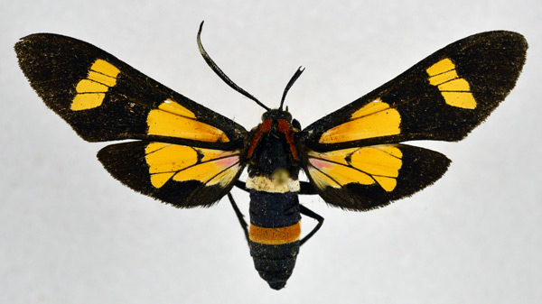 /filer/webapps/moths/media/images/A/amoena_Euchromia_A_NHMO.jpg