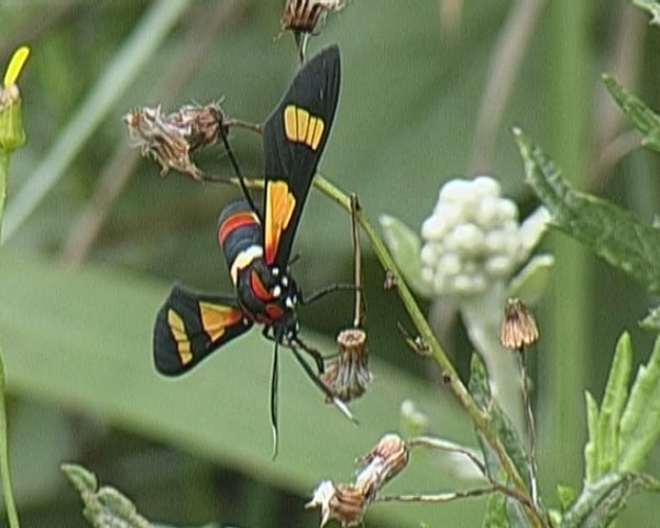 /filer/webapps/moths/media/images/A/amoena_Euchromia_A_Thompson.jpg