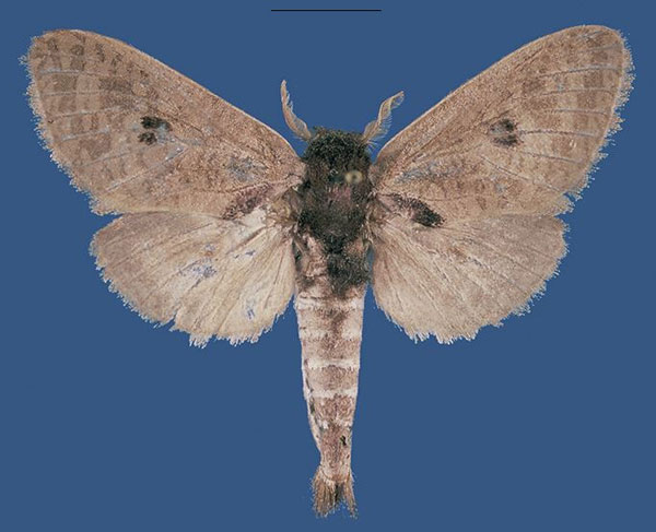 /filer/webapps/moths/media/images/A/ampandrandavaensis_Saalmulleria_HT_MNHN.jpg