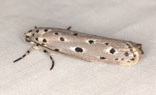 /filer/webapps/moths/media/images/A/ampanella_Ethmia_A_Heyns_01.jpg