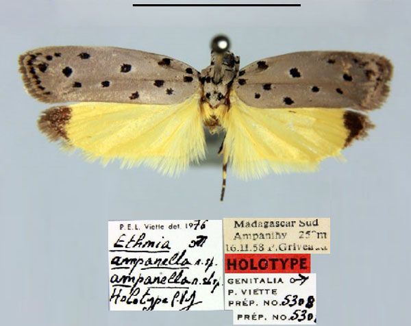 /filer/webapps/moths/media/images/A/ampanella_Ethmia_HT_MNHN.jpg