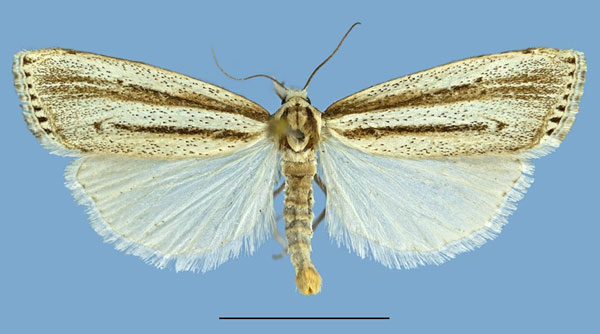 /filer/webapps/moths/media/images/A/amphiaula_Ancylogastra_AF_RMCA.jpg