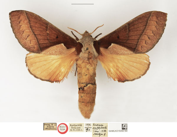 /filer/webapps/moths/media/images/A/amphilecta_Nadiasa_HT_NHMUK.jpg