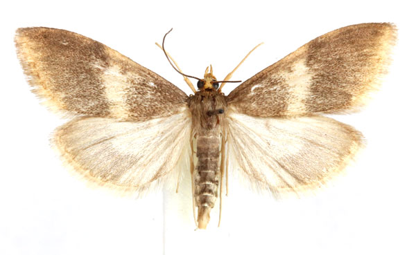 /filer/webapps/moths/media/images/A/amphinephela_Anania_AM_Agassiz.jpg