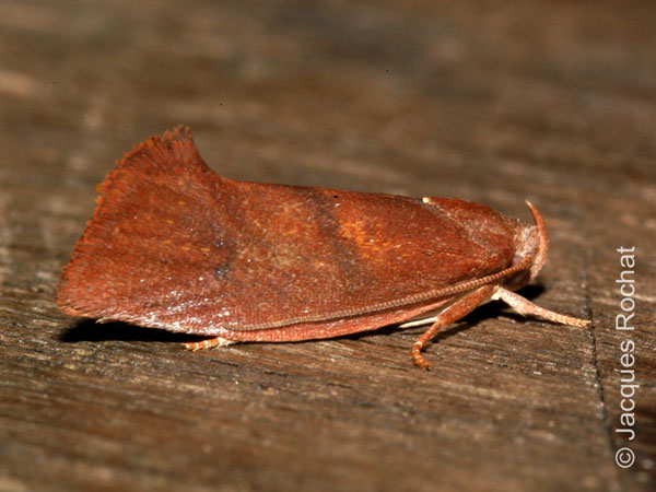 /filer/webapps/moths/media/images/A/amphitricha_Orygocera_A_Rochat.jpg