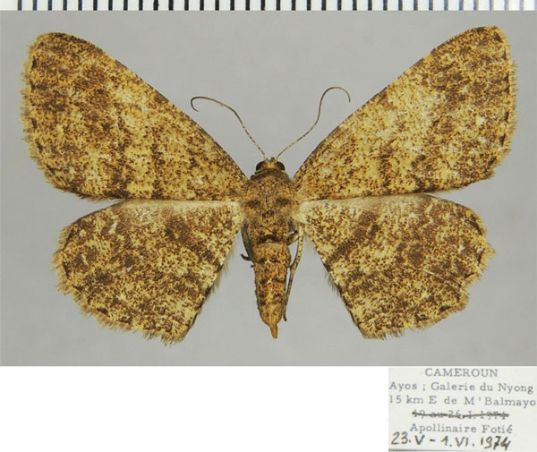 /filer/webapps/moths/media/images/A/amphitromera_Ectropis_AF_ZSM.jpg
