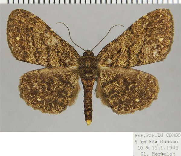 /filer/webapps/moths/media/images/A/amphitromera_Ectropis_AM_ZSMa.jpg