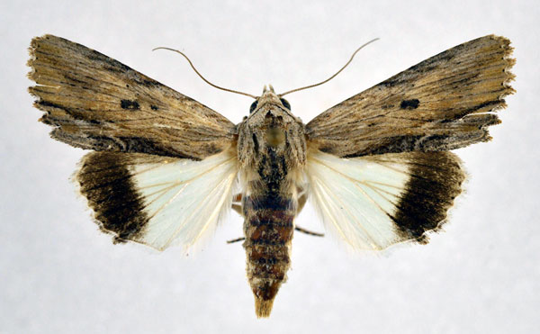 /filer/webapps/moths/media/images/A/amphix_Lyncestis_AF_NHMO.jpg
