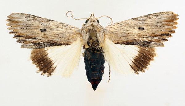 /filer/webapps/moths/media/images/A/amphix_Lyncestis_AF_TMSA_01.jpg