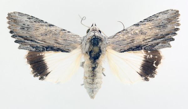 /filer/webapps/moths/media/images/A/amphix_Lyncestis_AF_TMSA_02.jpg