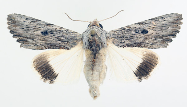 /filer/webapps/moths/media/images/A/amphix_Lyncestis_AM_TMSA_01.jpg