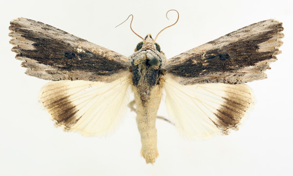 /filer/webapps/moths/media/images/A/amphix_Lyncestis_AM_TMSA_02.jpg
