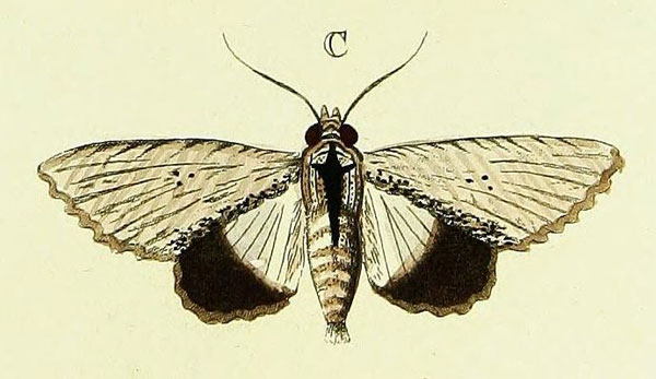 /filer/webapps/moths/media/images/A/amphix_Lyncestis_Cramer2_134_C.jpg
