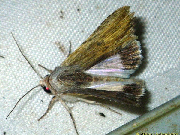 /filer/webapps/moths/media/images/A/amphix_Lynectis_A_Liebenberg.jpg