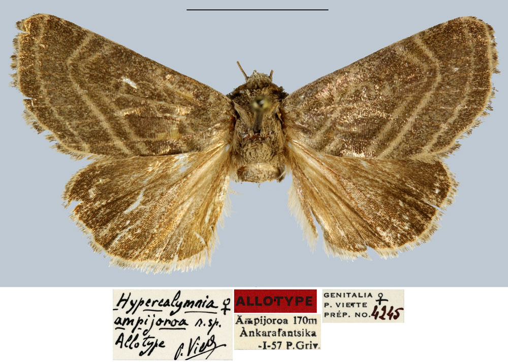 /filer/webapps/moths/media/images/A/ampijoroa_Hypercalymnia_AT_MNHN.jpg
