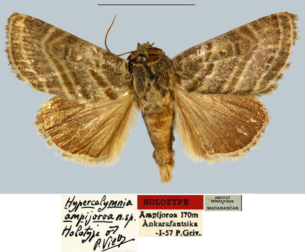 /filer/webapps/moths/media/images/A/ampijoroa_Hypercalymnia_HT_MNHN.jpg