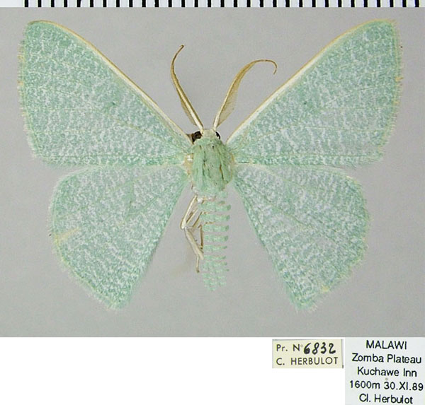 /filer/webapps/moths/media/images/A/ampla_Eretmopus_AM_ZSMa.jpg