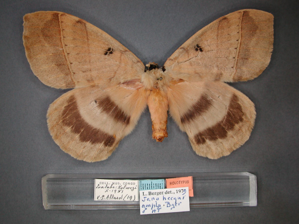 /filer/webapps/moths/media/images/A/ampla_Jana_HT_RMCA_01.jpg