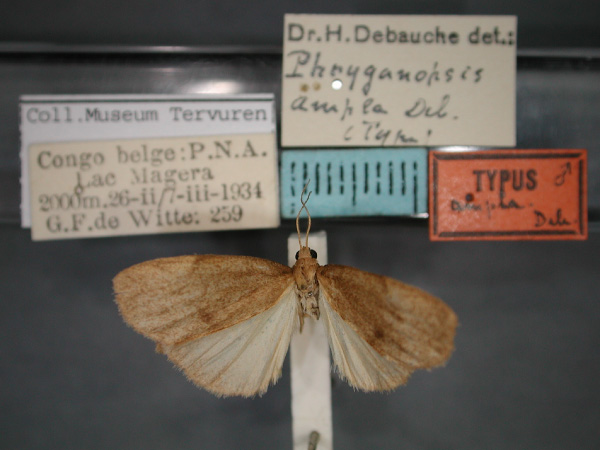 /filer/webapps/moths/media/images/A/ampla_Pusiola_HT_RMCA_01.jpg