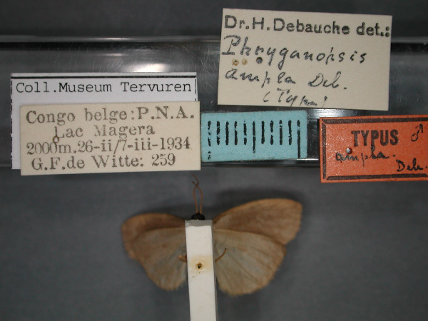 /filer/webapps/moths/media/images/A/ampla_Pusiola_HT_RMCA_02.jpg