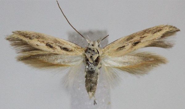 /filer/webapps/moths/media/images/A/amplexella_Scythris_PT_ZMUC.jpg