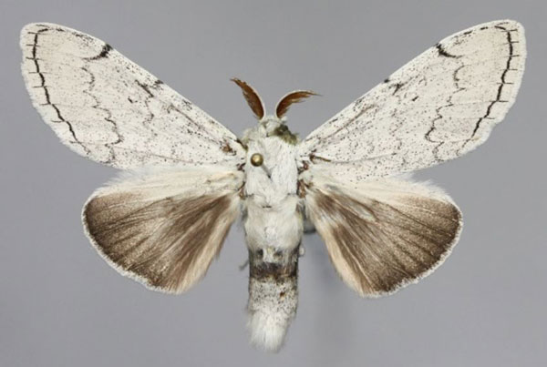 /filer/webapps/moths/media/images/A/ampliata_Eudasychira_AM_Romyalda.jpg