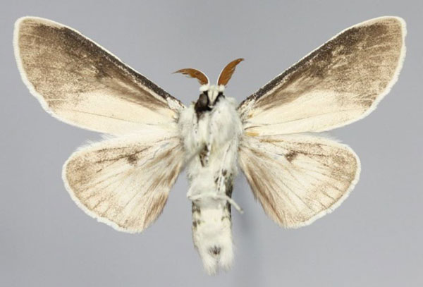 /filer/webapps/moths/media/images/A/ampliata_Eudasychira_AM_Romyaldb.jpg