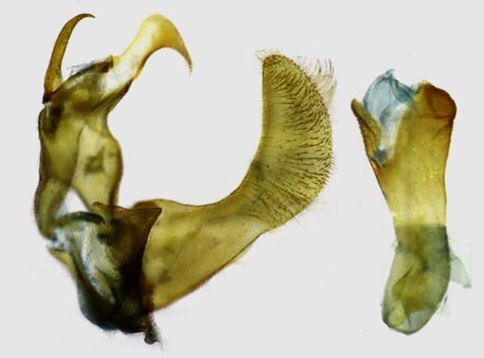 /filer/webapps/moths/media/images/A/amplignathosa_Torodora_GMHT_RMCA.jpg