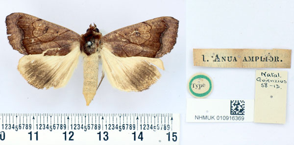 /filer/webapps/moths/media/images/A/amplior_Anua_HT_BMNH.jpg