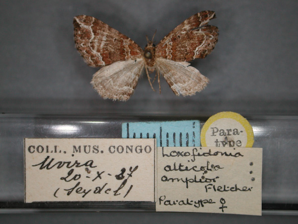 /filer/webapps/moths/media/images/A/amplior_Xanthorhoe_PT_RMCA_01.jpg