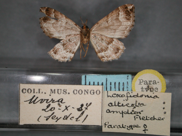 /filer/webapps/moths/media/images/A/amplior_Xanthorhoe_PT_RMCA_02.jpg