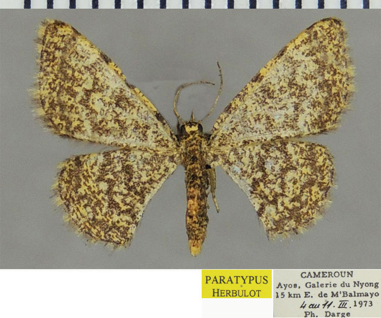 /filer/webapps/moths/media/images/A/amputata_Heterostegane_PTF_ZSM.jpg