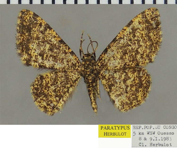 /filer/webapps/moths/media/images/A/amputata_Heterostegane_PTM_ZSM.jpg