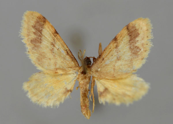 /filer/webapps/moths/media/images/A/amputata_Idaea_A_ZSM_01.jpg