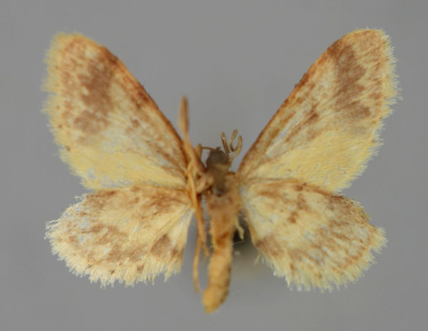 /filer/webapps/moths/media/images/A/amputata_Idaea_A_ZSM_02.jpg