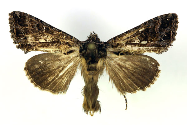 /filer/webapps/moths/media/images/A/amydra_Ctenoplusia_AM_RMCA.jpg
