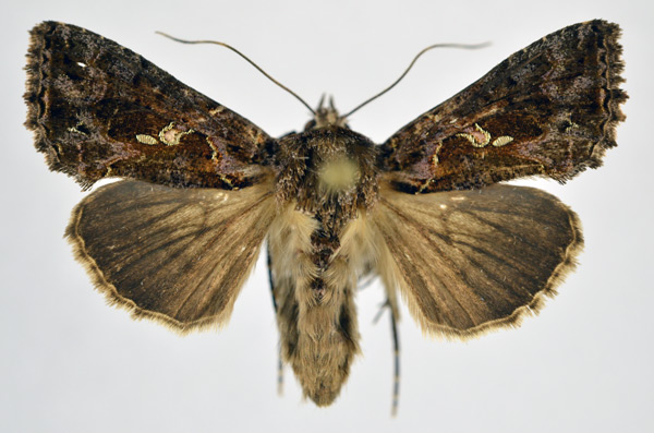 /filer/webapps/moths/media/images/A/amydra_Ctenoplusia_A_NHMO.jpg