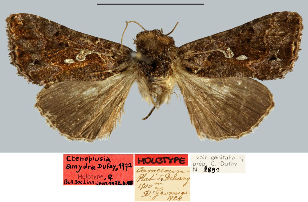 /filer/webapps/moths/media/images/A/amydra_Ctenoplusia_HT_MNHN.jpg