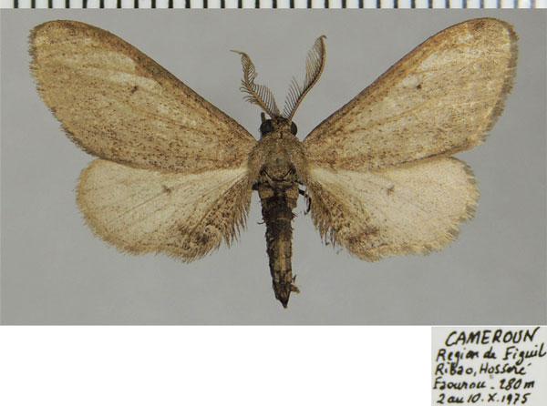 /filer/webapps/moths/media/images/A/amygdala_Exeliopsis_AM_ZSMa.jpg