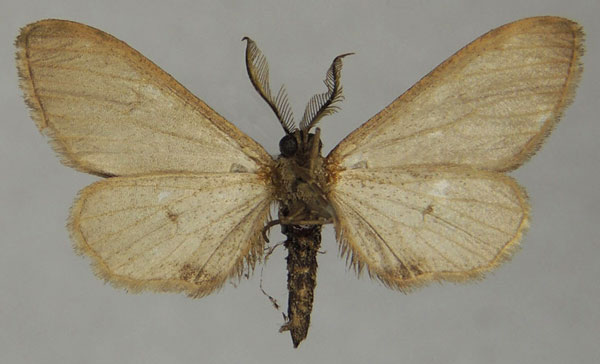 /filer/webapps/moths/media/images/A/amygdala_Exeliopsis_AM_ZSMb.jpg
