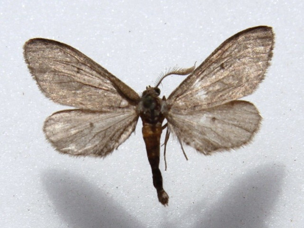 /filer/webapps/moths/media/images/A/amygdala_Exeliopsis_A_Goff_01.jpg