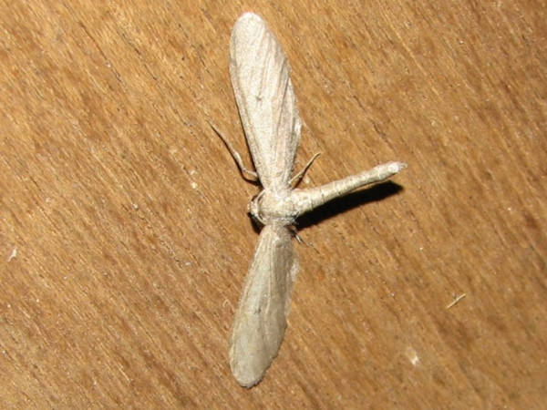 /filer/webapps/moths/media/images/A/amygdala_Exeliopsis_A_Goff_02.jpg