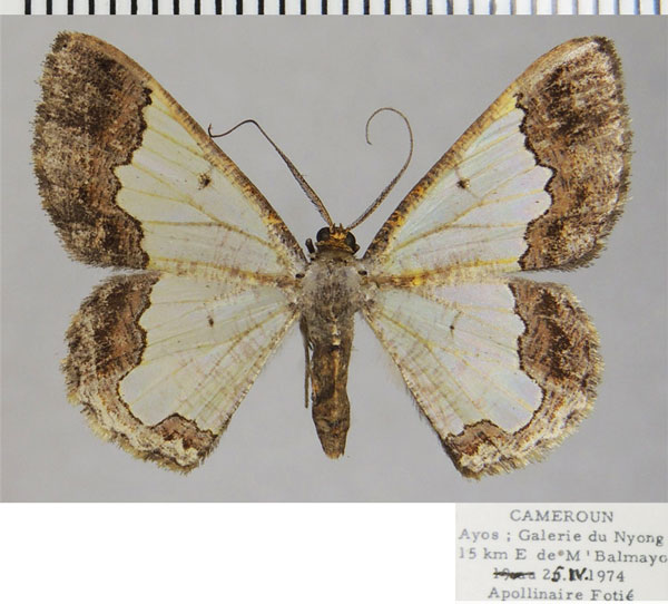 /filer/webapps/moths/media/images/A/amymone_Zamarada_AF_ZSM.jpg