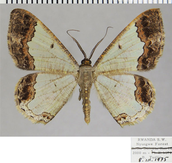 /filer/webapps/moths/media/images/A/amymone_Zamarada_AM_ZSMa.jpg