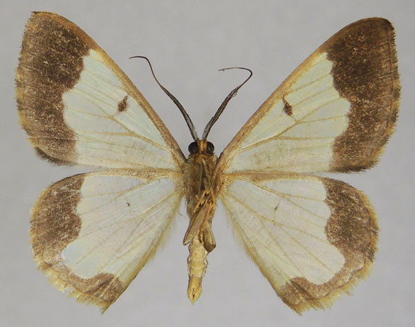 /filer/webapps/moths/media/images/A/amymone_Zamarada_AM_ZSMb.jpg