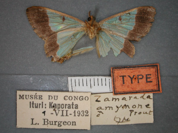 /filer/webapps/moths/media/images/A/amymone_Zamarada_HT_RMCA_02.jpg