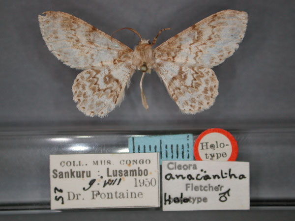 /filer/webapps/moths/media/images/A/anacantha_Cleora_HT_RMCA_01.jpg