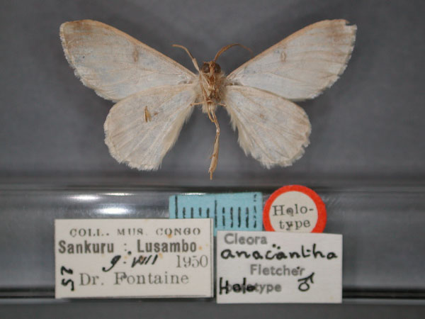 /filer/webapps/moths/media/images/A/anacantha_Cleora_HT_RMCA_02.jpg