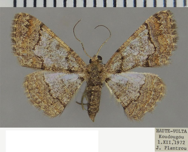 /filer/webapps/moths/media/images/A/anacantha_Zamarada_AF_ZSM.jpg